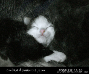 Подарю пушистых ангорских котят. - <ro>Изображение</ro><ru>Изображение</ru> #4, <ru>Объявление</ru> #27791
