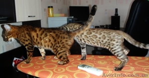Продаются бенгальские котята леопардового окраса - <ro>Изображение</ro><ru>Изображение</ru> #2, <ru>Объявление</ru> #60150