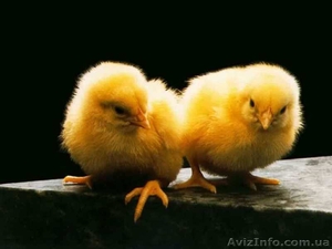 Продам суточных и подрощенных цыплят бройлера, уток - <ro>Изображение</ro><ru>Изображение</ru> #1, <ru>Объявление</ru> #199271