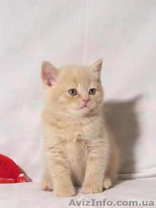 Плюшевый шотландский котенок редкого окраса - <ro>Изображение</ro><ru>Изображение</ru> #1, <ru>Объявление</ru> #184583