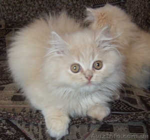 Кремовый персидский котенок - <ro>Изображение</ro><ru>Изображение</ru> #3, <ru>Объявление</ru> #218625