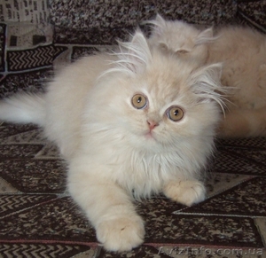 Кремовый персидский котенок - <ro>Изображение</ro><ru>Изображение</ru> #1, <ru>Объявление</ru> #218625