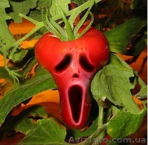 ATENTION!!! Средства защиты растений