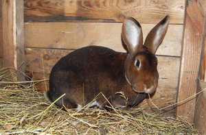 Продам кроликов породы кастор рекс - <ro>Изображение</ro><ru>Изображение</ru> #1, <ru>Объявление</ru> #249154