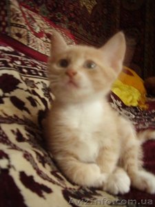 Отдам в хорошие руки персикового котеночка - <ro>Изображение</ro><ru>Изображение</ru> #2, <ru>Объявление</ru> #250994