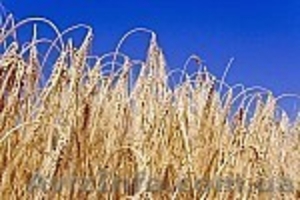 семена озимых-рапса,ячменя,пшеницы - <ro>Изображение</ro><ru>Изображение</ru> #1, <ru>Объявление</ru> #306130