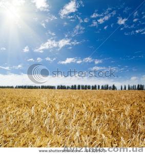 рапса,ячменя,пшеницы - <ro>Изображение</ro><ru>Изображение</ru> #1, <ru>Объявление</ru> #331936