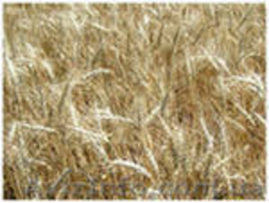 продам семена озимых пшеница, ячмень, рапс  - <ro>Изображение</ro><ru>Изображение</ru> #1, <ru>Объявление</ru> #367313
