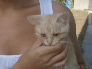 Отдам котенка Персика в хорошие руки - <ro>Изображение</ro><ru>Изображение</ru> #1, <ru>Объявление</ru> #348729