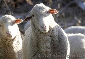 Продам овец в любом количестве, упитанные, цигайской породы - <ro>Изображение</ro><ru>Изображение</ru> #1, <ru>Объявление</ru> #357745