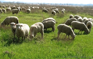 Продам овец в любом количестве, упитанные, цигайской породы - <ro>Изображение</ro><ru>Изображение</ru> #2, <ru>Объявление</ru> #357745