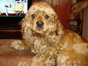 пропала собака американский кокер спаниель - <ro>Изображение</ro><ru>Изображение</ru> #1, <ru>Объявление</ru> #443297