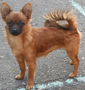 Щенки Чихуахуа  ,