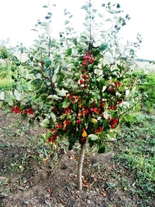 Саженцы: яблоня ягодная декоративная (райская). - <ro>Изображение</ro><ru>Изображение</ru> #2, <ru>Объявление</ru> #457075