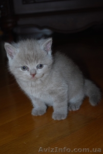 Британские котята - плюшевые красавцы! - <ro>Изображение</ro><ru>Изображение</ru> #2, <ru>Объявление</ru> #501523