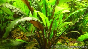 Продам аквариумные растения - <ro>Изображение</ro><ru>Изображение</ru> #7, <ru>Объявление</ru> #551692