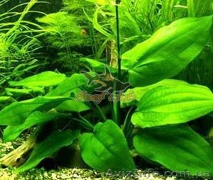 Продам аквариумные растения - <ro>Изображение</ro><ru>Изображение</ru> #5, <ru>Объявление</ru> #551692