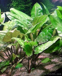 Продам аквариумные растения - <ro>Изображение</ro><ru>Изображение</ru> #6, <ru>Объявление</ru> #551692