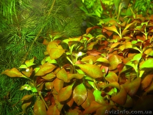 Продам аквариумные растения - <ro>Изображение</ro><ru>Изображение</ru> #9, <ru>Объявление</ru> #551692