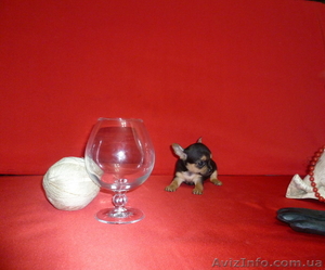 Продам маленьких щенков ЧИХУА ХУА-Питомник - <ro>Изображение</ro><ru>Изображение</ru> #1, <ru>Объявление</ru> #558347