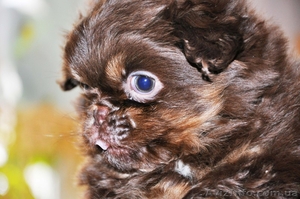 Продам щенка пекинеса, мальчик, 2 месяца - <ro>Изображение</ro><ru>Изображение</ru> #2, <ru>Объявление</ru> #535067