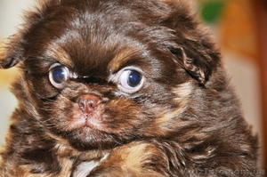 Продам щенка пекинеса, мальчик, 2 месяца - <ro>Изображение</ro><ru>Изображение</ru> #1, <ru>Объявление</ru> #535067