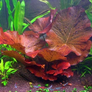 Продам аквариумные растения - <ro>Изображение</ro><ru>Изображение</ru> #1, <ru>Объявление</ru> #551692