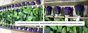 Оптовая продажа долгосвежих (до 5 лет) роз из Франции - <ro>Изображение</ro><ru>Изображение</ru> #7, <ru>Объявление</ru> #571402