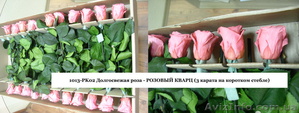 Оптовая продажа долгосвежих (до 5 лет) роз из Франции - <ro>Изображение</ro><ru>Изображение</ru> #4, <ru>Объявление</ru> #571402