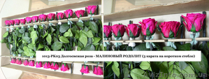Оптовая продажа долгосвежих (до 5 лет) роз из Франции - <ro>Изображение</ro><ru>Изображение</ru> #5, <ru>Объявление</ru> #571402