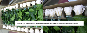Оптовая продажа долгосвежих (до 5 лет) роз из Франции - <ro>Изображение</ro><ru>Изображение</ru> #3, <ru>Объявление</ru> #571402