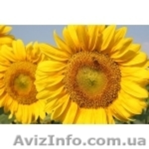 Насіння соняшника посівне