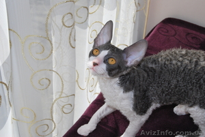 корниш-рекс котята