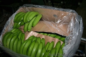 банан с/из Эквадора в любую из стран СНГ - <ro>Изображение</ro><ru>Изображение</ru> #1, <ru>Объявление</ru> #576046