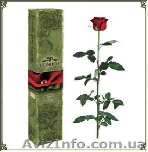 Оптовая продажа долгосвежих (до 5 лет) роз из Франции - <ro>Изображение</ro><ru>Изображение</ru> #1, <ru>Объявление</ru> #571402