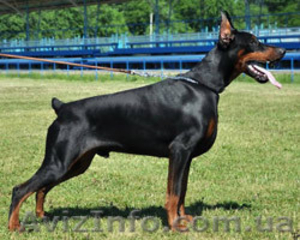 Предлагаются породные щенки добермана