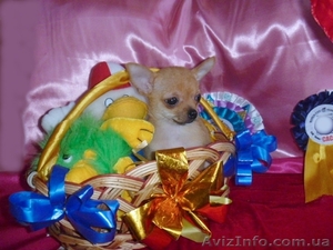 Чихуахуа очаровательные мини малыши .Доставка 