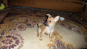 Продается щенок Чихуахуа (мальчик) - <ro>Изображение</ro><ru>Изображение</ru> #1, <ru>Объявление</ru> #586466