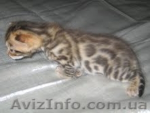 Бенгальские котята , , , , , , , , , , , , , , 