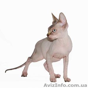 Вязка. Канадский сфинкс.