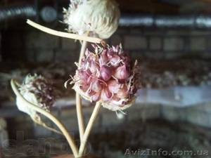 продам семена чеснока софиевского сорта - <ro>Изображение</ro><ru>Изображение</ru> #1, <ru>Объявление</ru> #732165