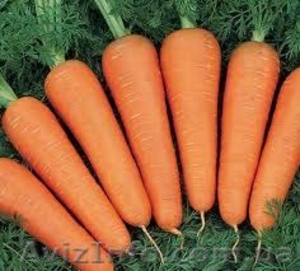 Лук, морковь от сельхозпроизводителя в Одесской обл. - <ro>Изображение</ro><ru>Изображение</ru> #2, <ru>Объявление</ru> #713063