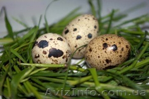 Продам яйцо инкубационное белого техасского перепела - <ro>Изображение</ro><ru>Изображение</ru> #1, <ru>Объявление</ru> #633622