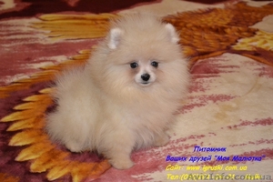 Щенки карликового померанского шпица