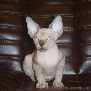 Умные,  послушные,  ласковые нежные мурлыки!