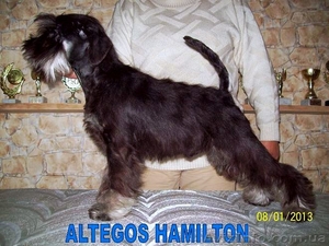 Цвергшнауцер,   чёрный с серебром мальчик