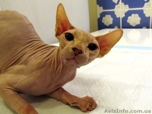 Молоденькая красавица канадочка.