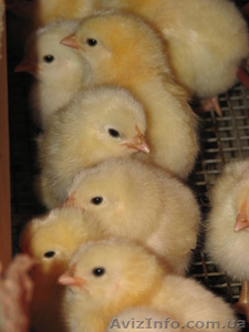 Инкубация яиц, продажа цыплят, утят,  - <ro>Изображение</ro><ru>Изображение</ru> #1, <ru>Объявление</ru> #549498