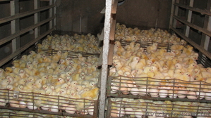Инкубация яиц, продажа цыплят, утят,  - <ro>Изображение</ro><ru>Изображение</ru> #4, <ru>Объявление</ru> #549498