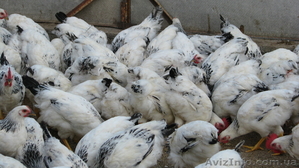 Инкубация яиц, продажа цыплят, утят,  - <ro>Изображение</ro><ru>Изображение</ru> #3, <ru>Объявление</ru> #549498